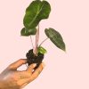 alocasia-pink-dragon-tallo