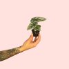 alocasia-silver-dragon