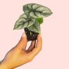alocasia-silver-dragon-hojas