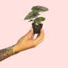 alocasia-silver-dragon-planta
