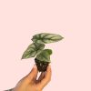alocasia-silver-dragon-raices
