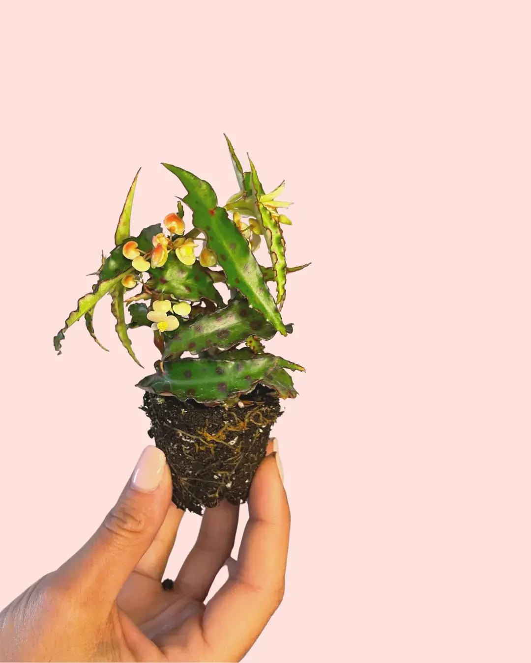 Bebé Begonia Amphioxus | Comprar Online | Pur Plant