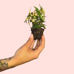 begonia-amphioxus-mini