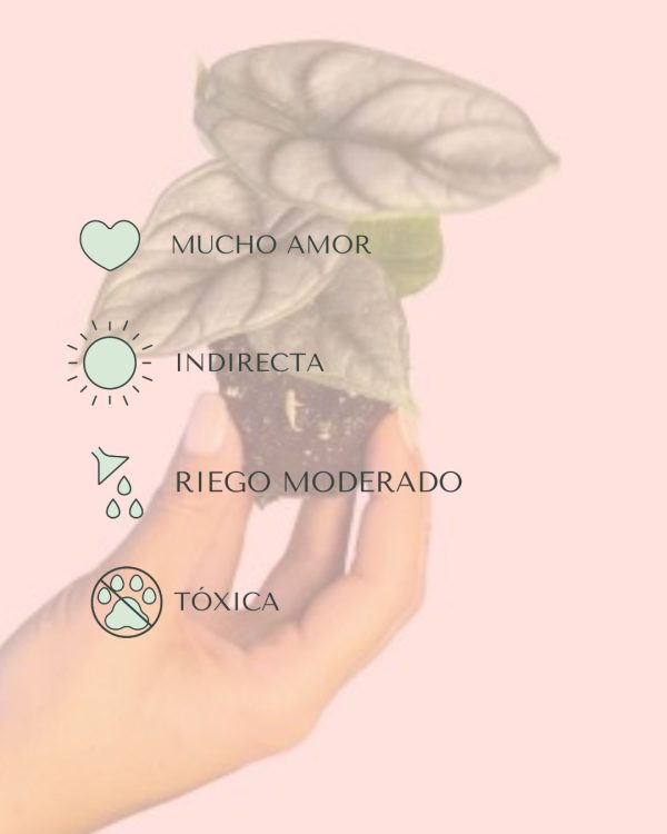 cuidados- Bebé Alocasia Silver Dragon