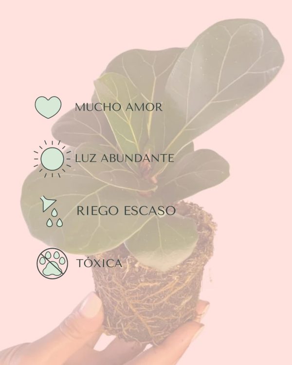cuidados ficus lyrata
