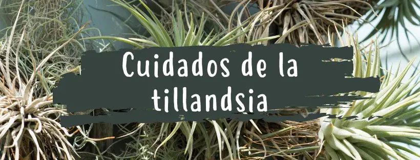 cuidadosdelatillandsia