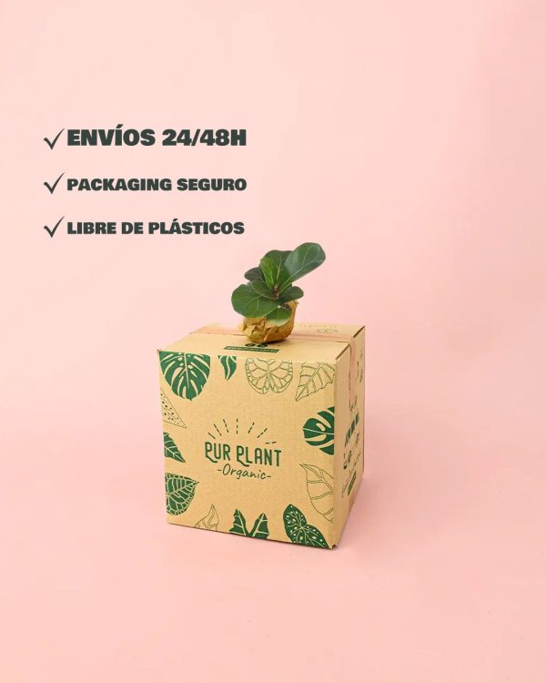 envio ficus lyrata packaging