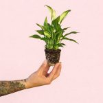 espatifilo lirio de la paz mini