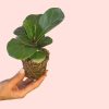 ficus-lyrata-hoja-mini