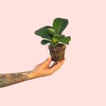 ficus-lyrata-mini