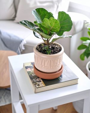ficus lyrata mini contexto
