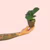 ficus-lyrata-planta-mini