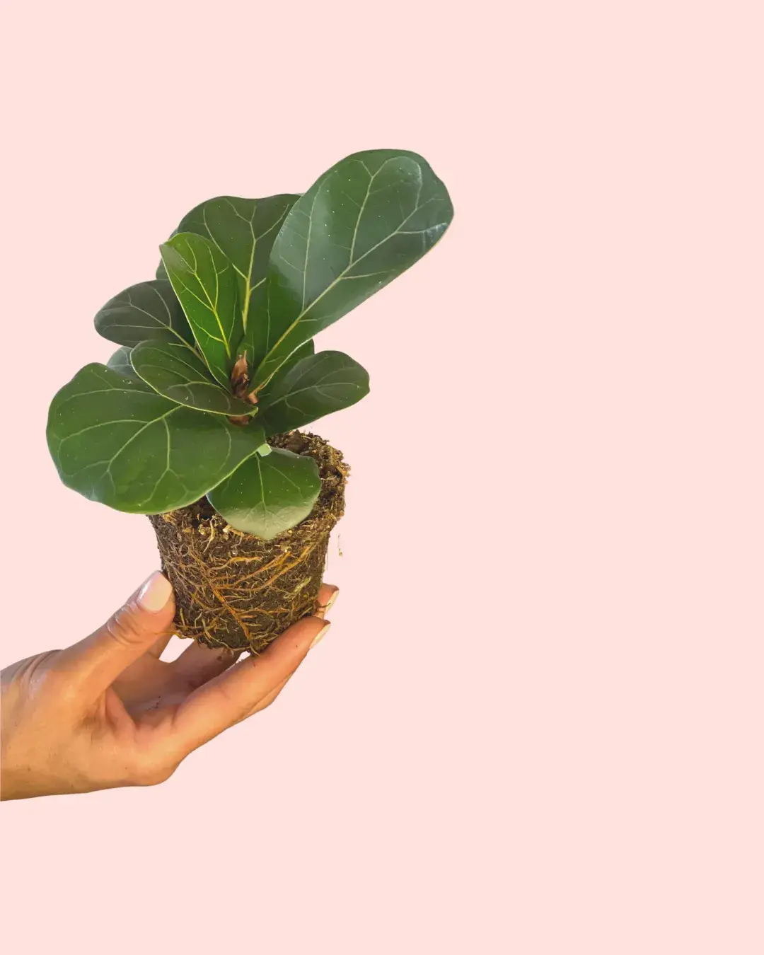 ficus-lyrata-tallo ficus-lyrata-tallo