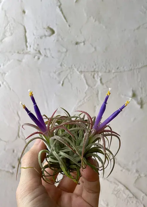 flortillandsia