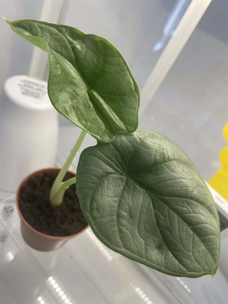 Imagen #1 de José Luis Álvarez Gallardo