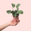 maranta amabilis mini en maceta