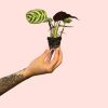 maranta-amabilis-planta