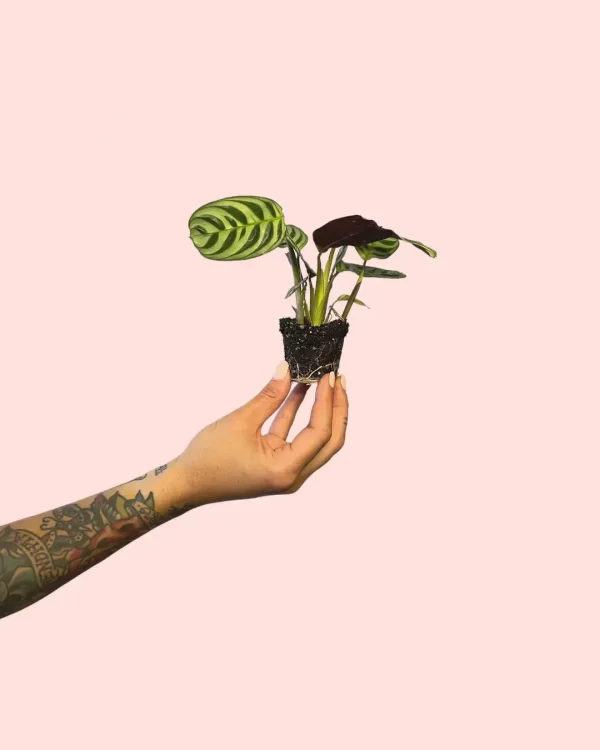 maranta-leuconeura-amabilis-tallo