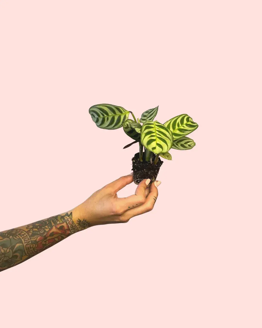 maranta-leuconeura-amabilis maranta-leuconeura-amabilis