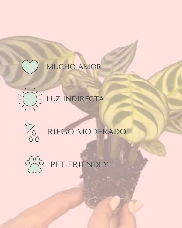 Bebé Maranta Amabilis - Imagen 4