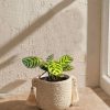 mini maranta amabilis maceta ceramica
