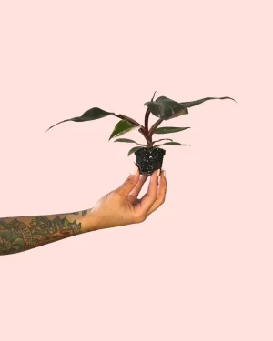 philodendron-pink-princess