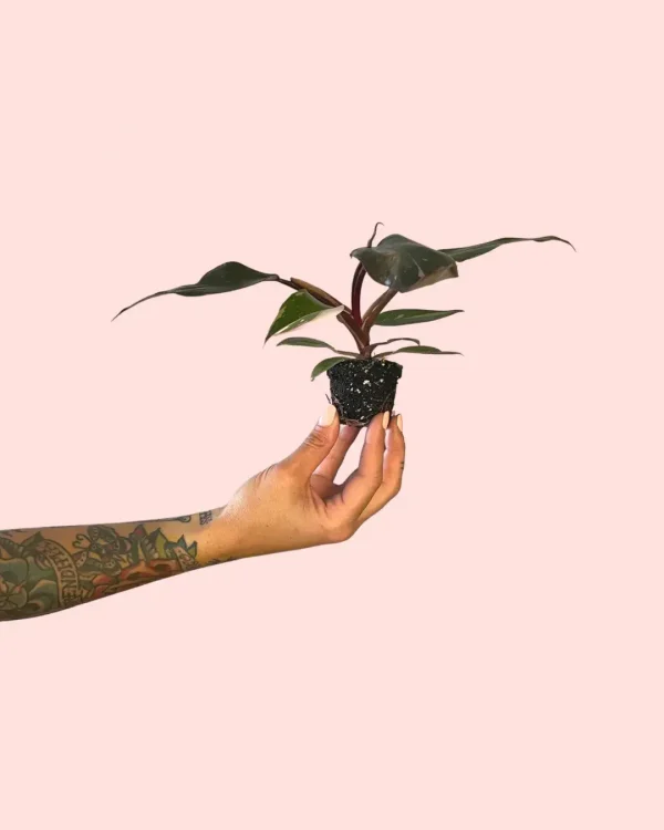 philodendron-pink-princess