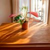 philodendron pink princess S-CONTEXTO
