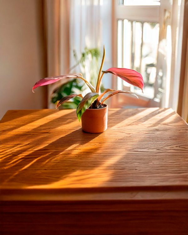 philodendron pink princess S-CONTEXTO