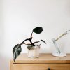 philodendron-pink-princess-escritorio