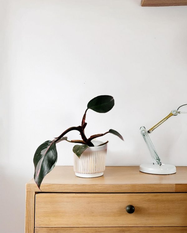 philodendron-pink-princess-escritorio