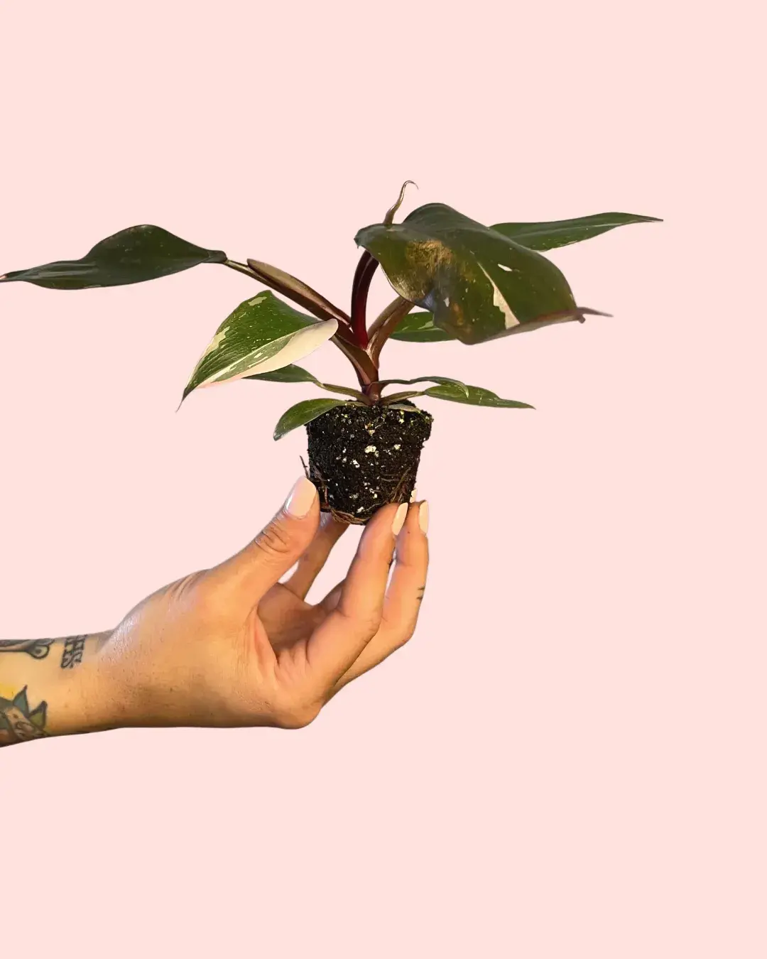 philodendron-pink-princess-hojas philodendron-pink-princess-hojas