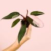 philodendron-pink-princess-mini