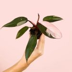 philodendron-pink-princess-mini