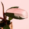 philodendron-pink-princess-mini-hoja