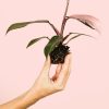 philodendron-pink-princess-mini-planta