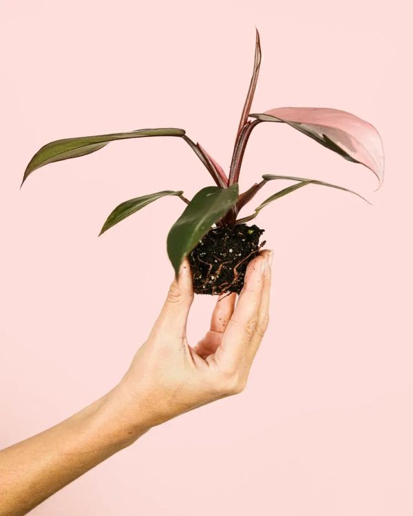 philodendron-pink-princess-mini-planta