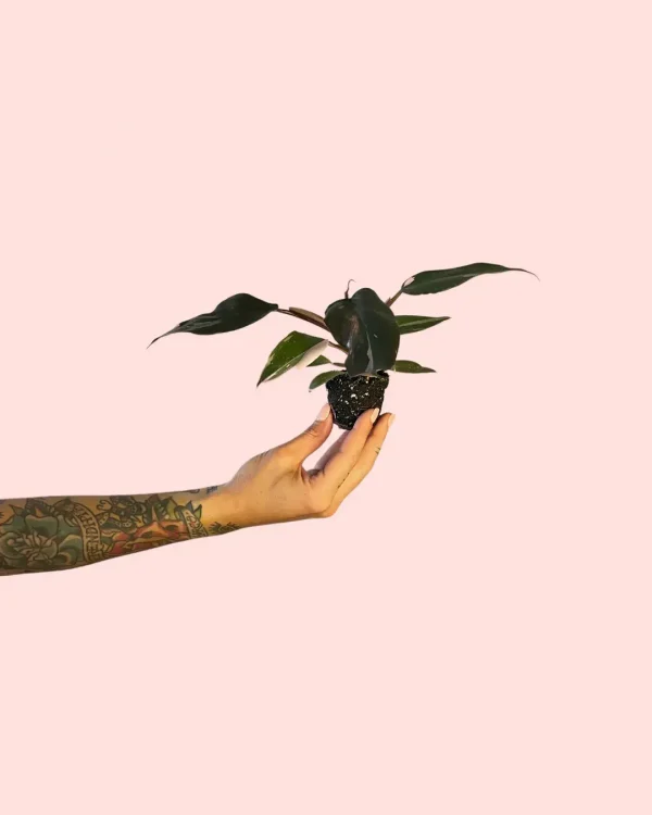 philodendron-pink-princess-tallo