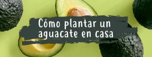 como plantar aguacate en casa