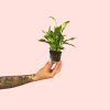 spathiphyllum-pearl-cupido