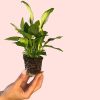 spathiphyllum-pearl-cupido-hojas