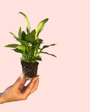 spathiphyllum-pearl-cupido-hojas
