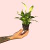 spathiphyllum-pearl-cupido-planta