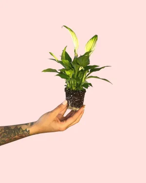 spathiphyllum-pearl-cupido-tallo