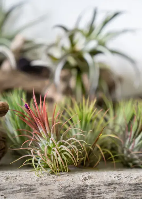 tillandsia-plantaaerea