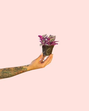tradescantia-nanouk