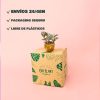 tradescantia nanouk-packaging