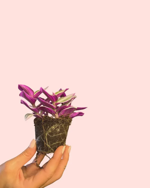 tradescantia-nanouk-planta