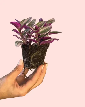 tradescantia-nanouk