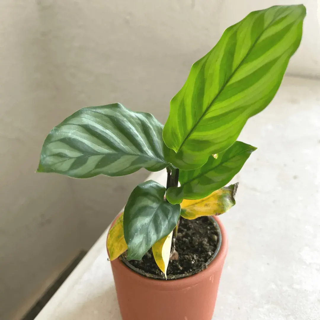 calathea-hojas-amarillas